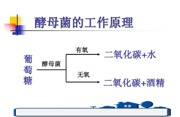 酵母菌：微生物世界里手握核武的超级杀手