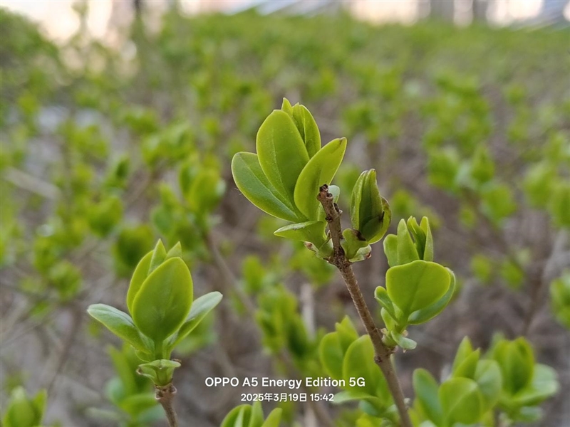 军工级耐用标准!OPPO A5活力版评测:内外兼修的千元抗造神机