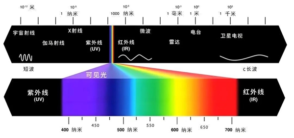 哺乳动物的眼睛失去一个骨环！让我们拥有强大的夜视潜能