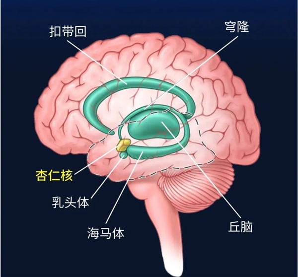 这个代号SM的患者 她不会感到恐惧：科学家研究了40多年