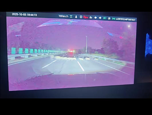 男子时速105公里撞上横穿高速野猪群:一下子灭掉5头