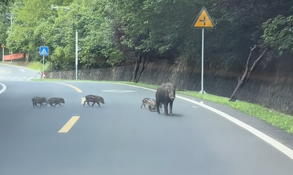 男子时速105公里撞上横穿高速野猪群:一下子灭掉5头