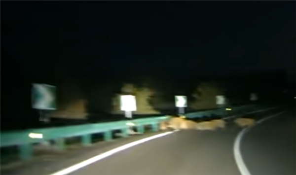 男子时速105公里撞上横穿高速野猪群:一下子灭掉5头