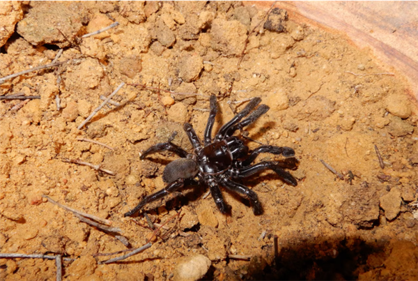 世界最长寿蜘蛛 活了足足43年!“秘诀”公开