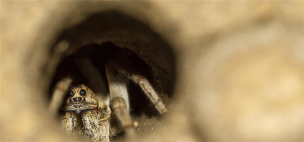 世界最长寿蜘蛛 活了足足43年!“秘诀”公开