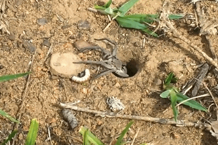 世界最长寿蜘蛛 活了足足43年!“秘诀”公开