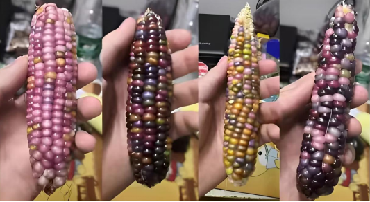 包装玉米是“僵尸玉米”吗? 这些真相 你一定要知道