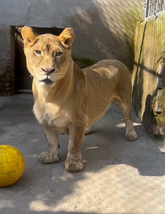 徐州一动物园狮子因腿短走红：被网友称作“狮中柯基”