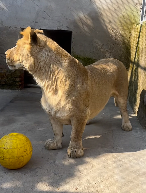 徐州一动物园狮子因腿短走红：被网友称作“狮中柯基”