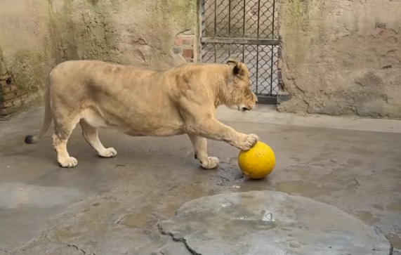 徐州一动物园狮子因腿短走红：被网友称作“狮中柯基”