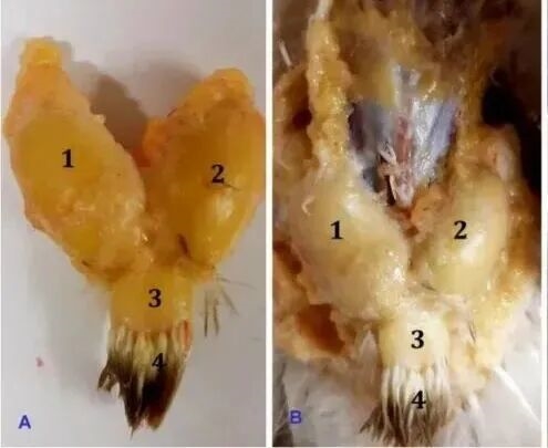 真的想问:下雨天的时候 鸟都在干什么呢