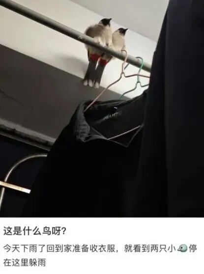 真的想问:下雨天的时候 鸟都在干什么呢