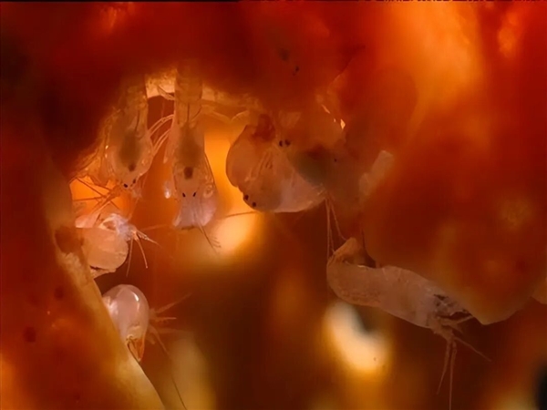 这类奇怪的大虾 有着白蚁、蚂蚁一样的社会结构 水中唯一