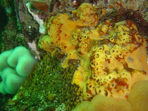 这类奇怪的大虾 有着白蚁、蚂蚁一样的社会结构 水中唯一