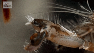 这类奇怪的大虾 有着白蚁、蚂蚁一样的社会结构 水中唯一