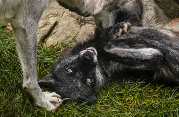 犀牛这么强壮 为何人类没驯服它们来耕地