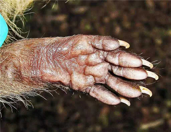 因为一口吃的 美国野生浣熊逐渐“宠物”化