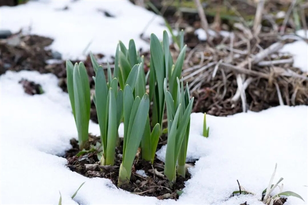 世界上为数不多的恒温植物：温度可达40℃让臭气飘更远！